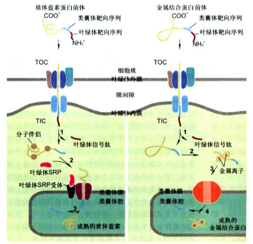 通过后翻译转运塗径，叶绿体蛋白从细咆质基质输入到类囊体薄膜