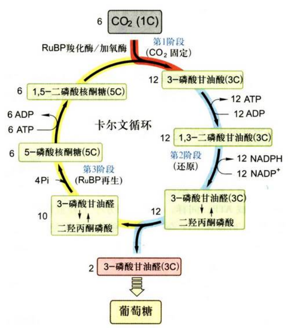 卡尔文循环三个阶段示意图|400